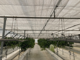 Amélioration de l'ombrage de la fraise en tunnel sur culture hors-sol à froid grâce à un filet piloté selon le rayonnement et la température de l'abri et permettant 49% d'ombrage